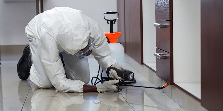 pest control spraying under cabinets 