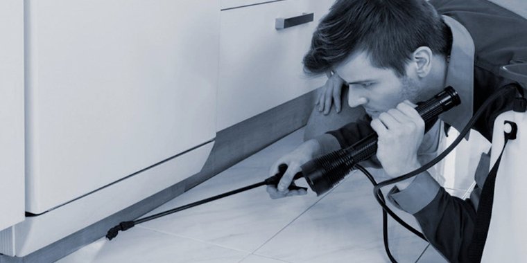 pest control clearwater